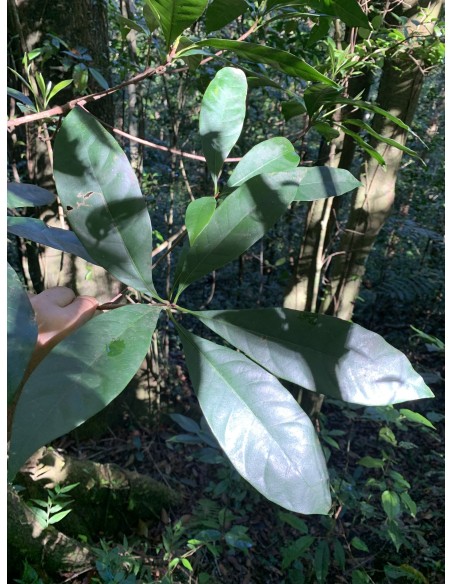 Caya colorada -(Sideroxilon portoricense) -1 Arbolito en Venta en Mexico - Vivero por internet