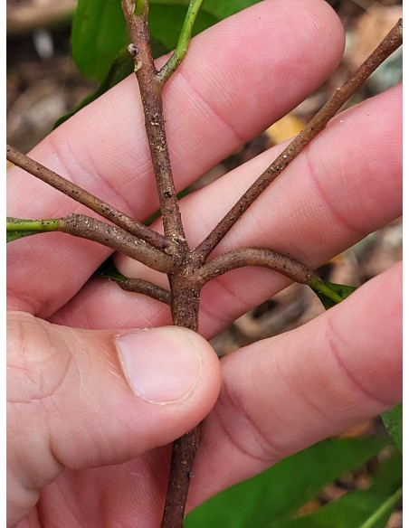 sideroxilon portoricense1 Sapling for Sale in Mexico - Online Nursery