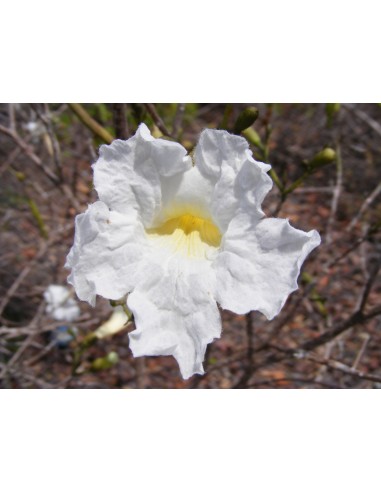 Guayacan de Cuba (Tabebuia heterophylla)...