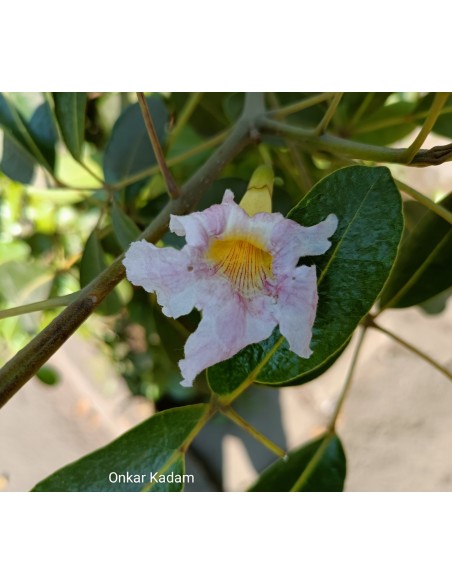 Guayacan de Cuba (Tabebuia heterophylla) Arboles Comprar en Mexico - Vivero por internet