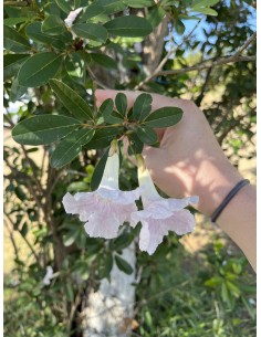Guayacan de Cuba (Tabebuia...