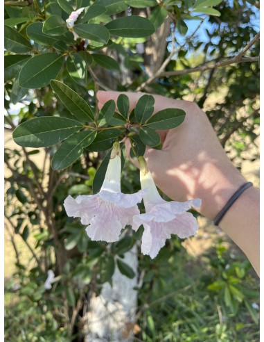 Guayacan de Cuba (Tabebuia heterophylla) Arboles Comprar en Mexico - Vivero por internet