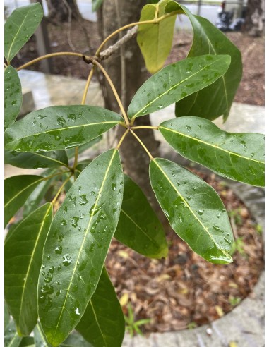 Guayacan de Cuba (Tabebuia heterophylla)...