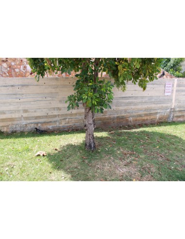 Guayacan de Cuba (Tabebuia heterophylla)...
