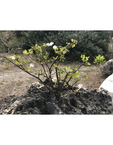 Guayacan de Cuba (Tabebuia heterophylla)...
