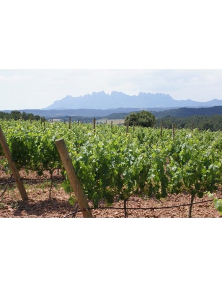 1 Grape vine (Green seeded) Vitis vinifera common mexican grape. The best grape plants from mexico.