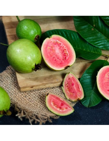 Guayaba Pulpa rosa round form (Psidium guajaba)  1 Arbolito en Venta en Mexico - EL REY DE LAS PLANTAS