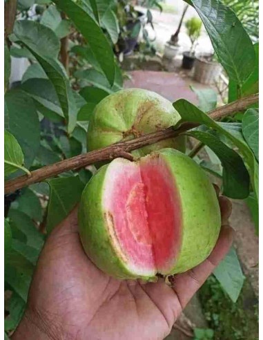 Guayaba Pulpa rosa round form (Psidium guajaba)...