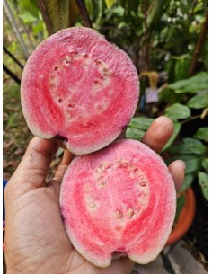 Guayaba Pulpa rosa round... 2
