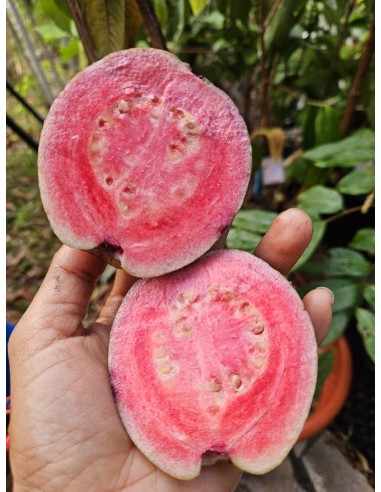Guayaba Pulpa rosa round form (Psidium guajaba)...