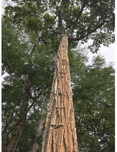 1 Tabebuia Plant (Ipe...