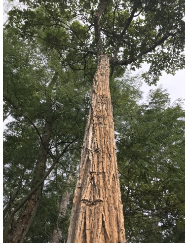 1 Arbol de Guayacan felpudo o ipe Arbol de flores brasileño unico (Zeyheria tuberculosa) Tabebuia familia de Guayacan