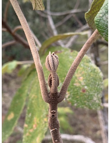 1 Arbol de Guayacan felpudo o ipe Arbol de...