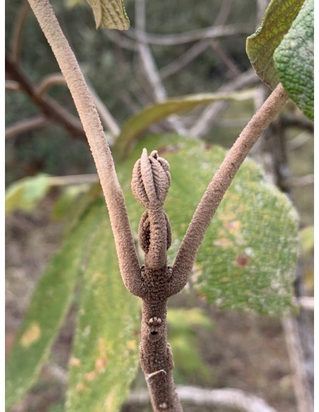 1 Arbol de Guayacan felpudo o ipe Arbol de flores brasileño unico (Zeyheria tuberculosa) Tabebuia familia de Guayacan