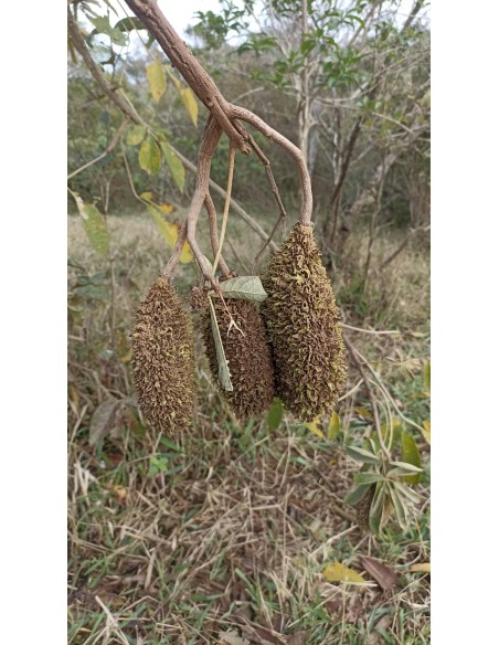 1 Arbol de Guayacan felpudo o ipe Arbol de flores brasileño unico (Zeyheria tuberculosa) Tabebuia familia de Guayacan