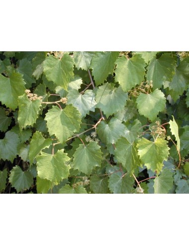 1 Planta de Uva (vitis vinifera) Uva verde comun - Contamos con planta de uva Importadas unicas en Mexico.