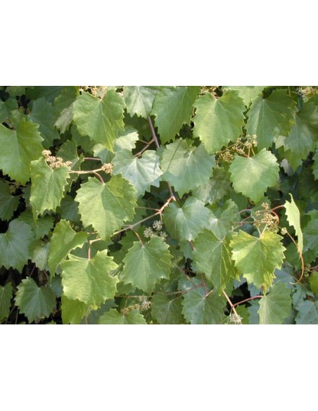 1 Grape vine (Green seeded) Vitis vinifera common mexican grape. The best grape plants from mexico.