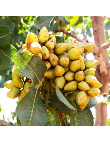 1000 arboles de Pistacho, Pistache Para cultivos, sembrando vida,  Comestible para cultivo  - Vivero por internet