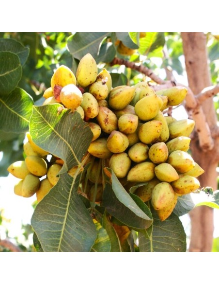 1000 arboles de Pistacho, Pistache Para cultivos, sembrando vida,  Comestible para cultivo  - Vivero por internet
