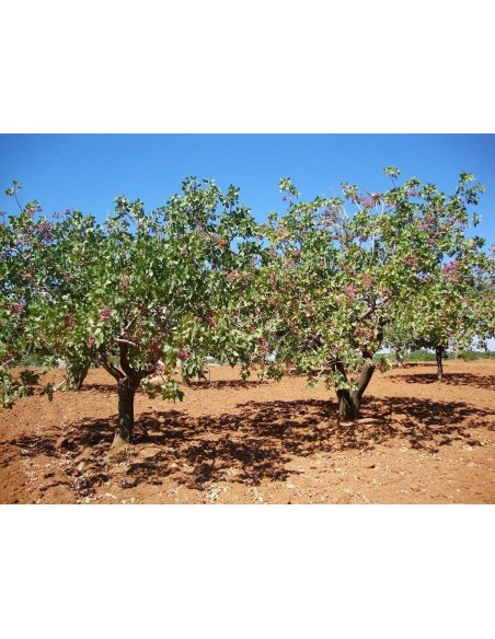 1000 arboles de Pistacho, Pistache Para cultivos, sembrando vida,  Comestible para cultivo  - Vivero por internet