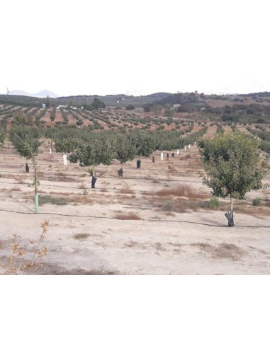 1000 arboles de Pistacho, Pistache Para...