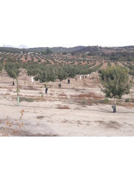 1000 arboles de Pistacho, Pistache Para cultivos, sembrando vida,  Comestible para cultivo  - Vivero por internet