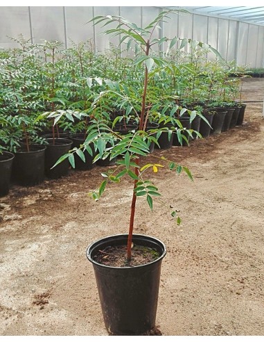 1000 arboles de Pistacho, Pistache Para...