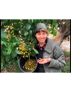 1000 edible pistachio trees... 2