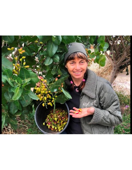 1000 arboles de Pistacho, Pistache Para cultivos, sembrando vida,  Comestible para cultivo  - Vivero por internet