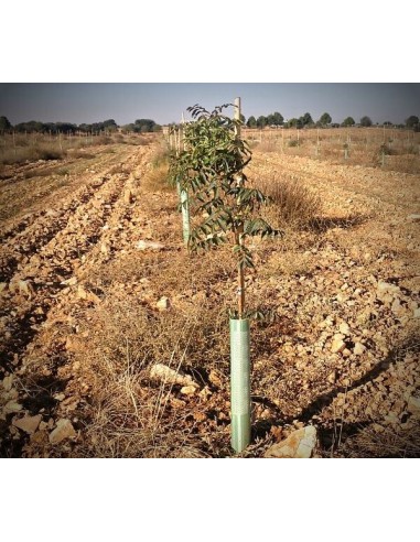 1000 arboles de Pistacho, Pistache Para...