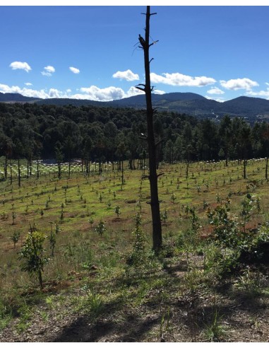 1000 Hass Avocado Tree - Per Thousand Grafted - Fuerte- Internet Nursery