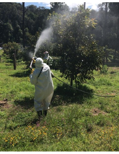 1000 Hass Avocado Tree - Per Thousand Grafted -...