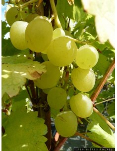 1 Grape vine (Green seeded) Vitis vinifera common mexican grape. The best grape plants from mexico.