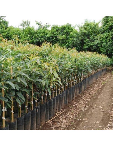 1000 Hass Avocado Tree - Per Thousand Grafted -...