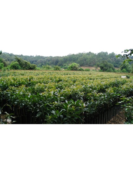 1000 Hass Avocado Tree - Per Thousand Grafted - Fuerte- Internet Nursery