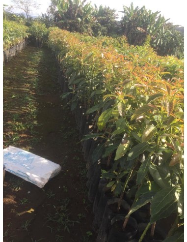 1000 Hass Avocado Tree - Per Thousand Grafted -...