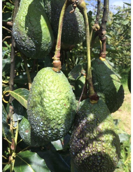 1000 Hass Avocado Tree - Per Thousand Grafted - Fuerte- Internet Nursery