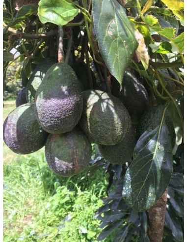 1000 Hass Avocado Tree - Per Thousand Grafted -...