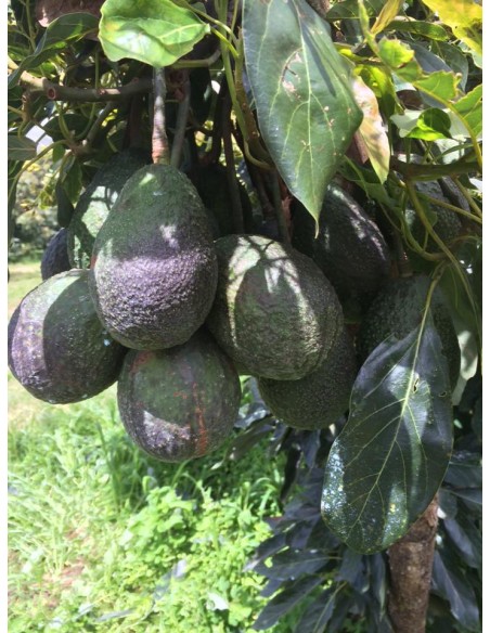1000 Hass Avocado Tree - Per Thousand Grafted - Fuerte- Internet Nursery