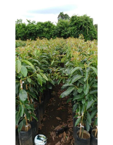 1000 Hass Avocado Tree - Per Thousand Grafted -...
