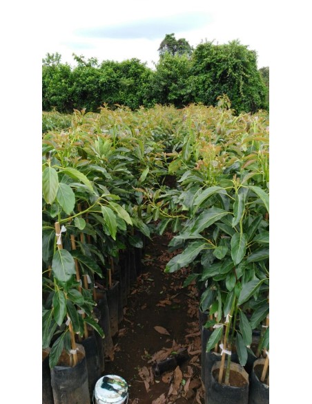 1000 Hass Avocado Tree - Per Thousand Grafted - Fuerte- Internet Nursery