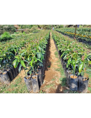 1000 Hass Avocado Tree - Per Thousand Grafted -...