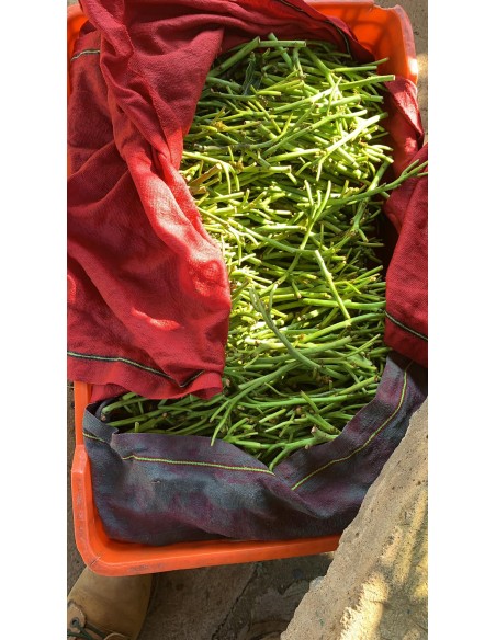 1000 Hass Avocado Tree - Per Thousand Grafted - Fuerte- Internet Nursery