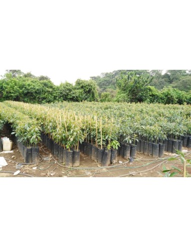1000 Hass Avocado Tree - Per Thousand Grafted -...