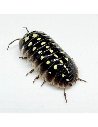 armadillidium klugii pudding