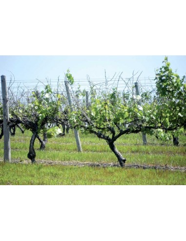 1 Grape vine (Green seeded) Vitis vinifera common mexican grape. The best grape plants from mexico.