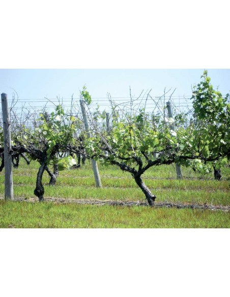 1 Grape vine (Green seeded) Vitis vinifera common mexican grape. The best grape plants from mexico.