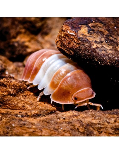 12 Isopodos ''Panda rojo'' Cochinilla (Cubaris...