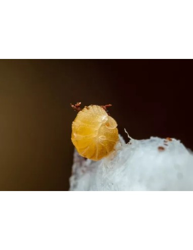 25+ Isopodos ''Submarino amarillo''...