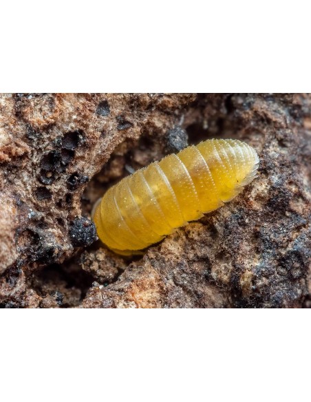 25+ Isopodos ''Submarino amarillo'' Micro-Isopodos (Elumoides sp.) Mini isopodos venta en Mexico
